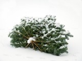Alter Weihnachtsbaum im Schnee