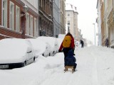 Schlitten auf der Straße