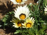 Weiße Blume