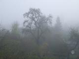 Hinterhof im Nebel