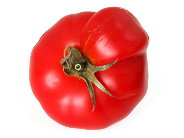 Tomate mit Auswuchs
