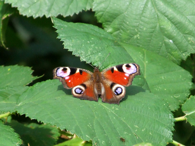 Schmetterling, Pfauenauge