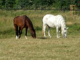 Zwei Pferde - braun und weiß