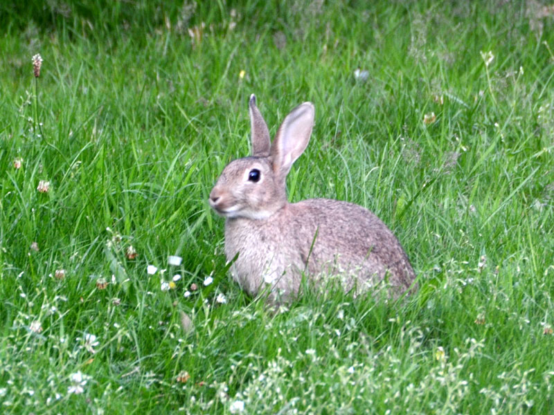 Kaninchen auf Föhr
