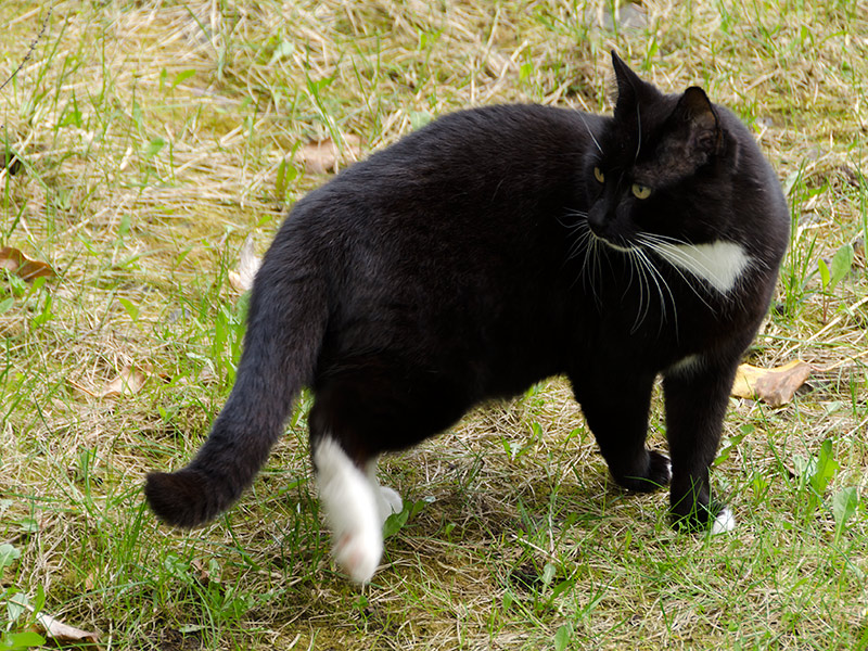 Schwarze Katze (2)