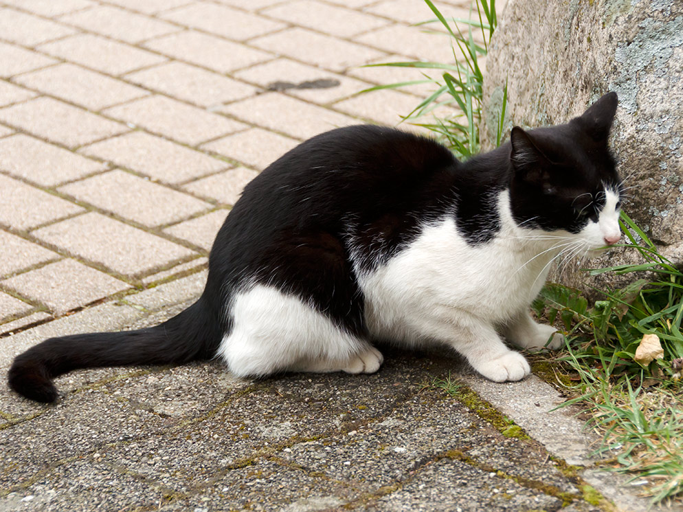 Katze zu Ostern 2014 in St. Peter (Schwarzwald ...